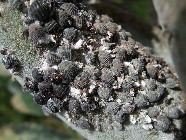 Cochineal bug